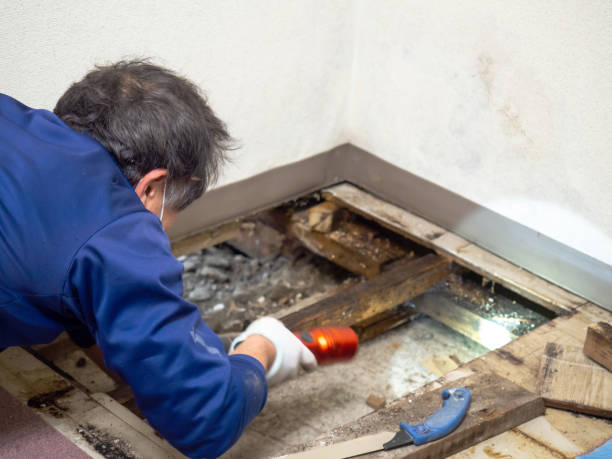 Reliable Hooker, OK Mold Removal Solutions