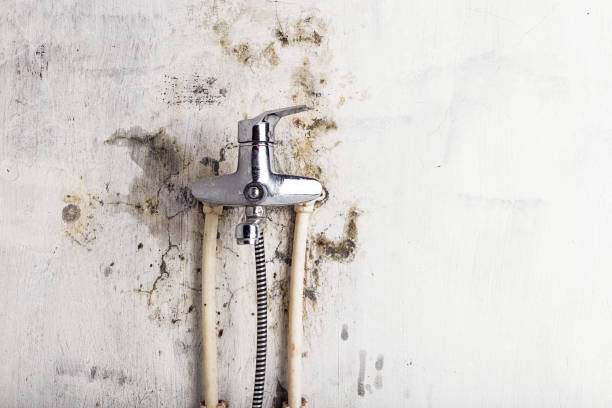Best Mold Removal Specialists  in Hoer, OK