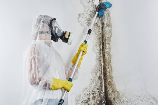 Best Emergency Mold Removal  in Hoer, OK