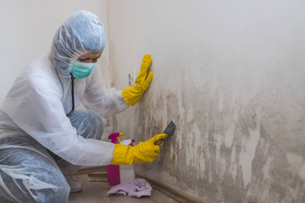 Best Mold Cleaning Services  in Hoer, OK
