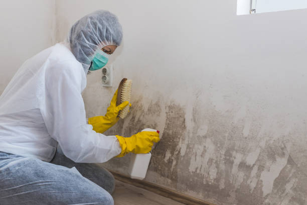 Best Fast Mold Removal  in Hoer, OK