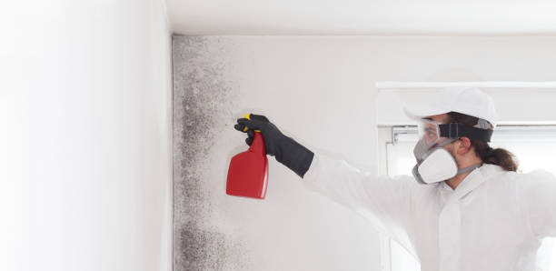 Best Mold Remediation  in Hoer, OK