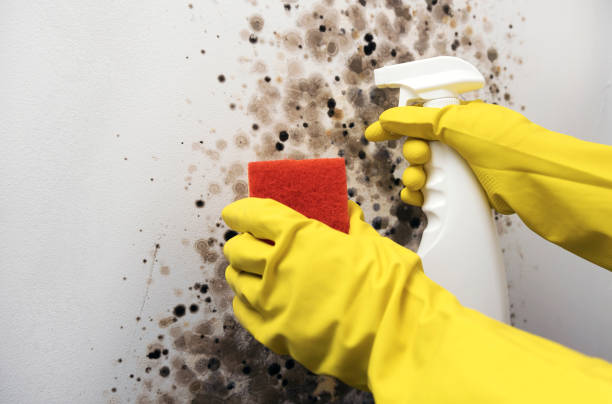 Best Same-Day Mold Removal  in Hoer, OK