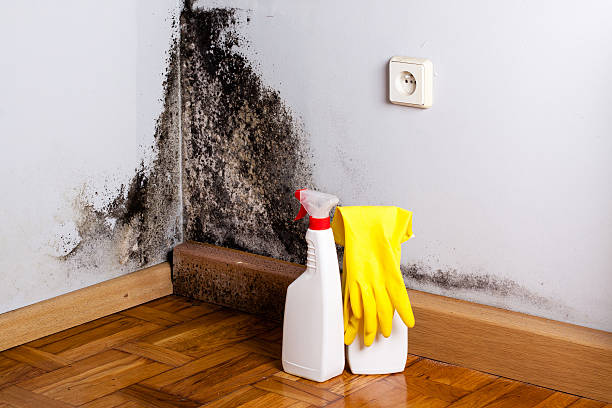 Best Mold Testing  in Hoer, OK