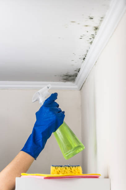 Best Fast Mold Removal  in Hoer, OK