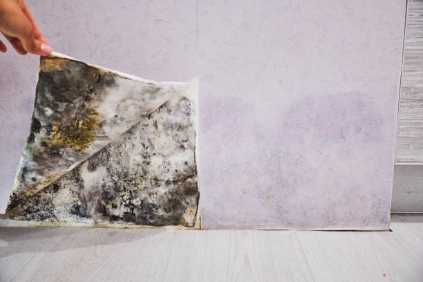 Best Commercial Mold Removal  in Hoer, OK